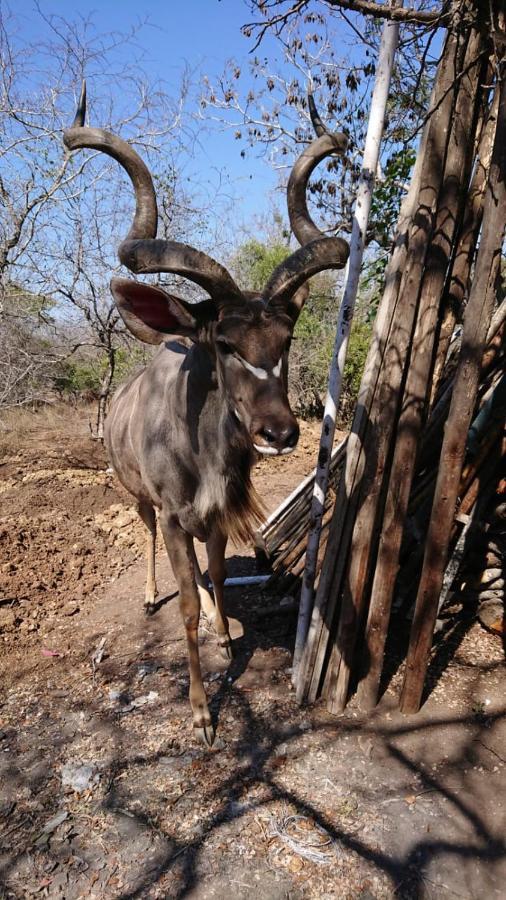 Svh Bush Lodge Marloth Park Esterno foto